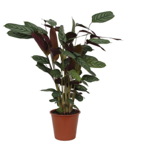 Calathea Compactstar Kamerplant - Hoogte 90cm - Ø21cm