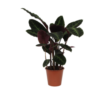 Calathea Warscewiczii Kamerplant - Hoogte 100cm - Ø21cm