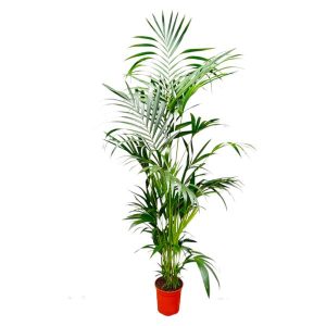 Kentia Palm Kamerplant - Hoogte 200cm - Ø24-30cm