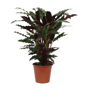 Calathea Wavestar Kamerplant - Hoogte 80cm - Ø19cm