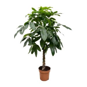 Pachira Aquatica Kamerplant - Hoogte 170cm - Ø27cm