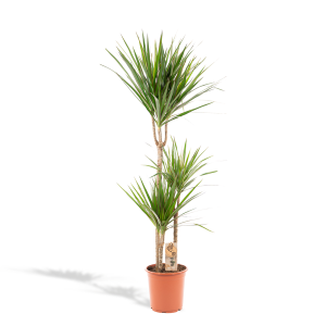 Dracaena Marginata Kamerplant - Hoogte 120cm - Ø21cm