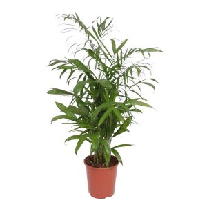 Chamaedorea Seifrizii Kamerplant - Hoogte 140cm - Ø27cm