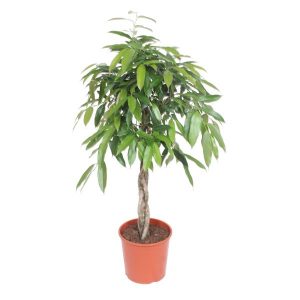 Ficus Amstel King Kamerplant met gevlochten stam - Hoogte 140cm - Ø30cm