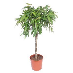 Ficus Amstel King Kamerplant - Hoogte 130cm - Ø30cm