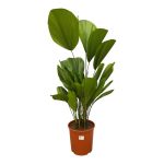 Licuala Grandis Kamerplant - Hoogte 90cm - Ø24cm