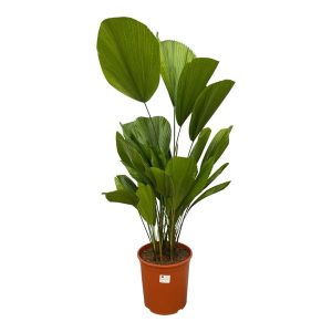 Licuala Grandis Kamerplant - Hoogte 90cm - Ø24cm