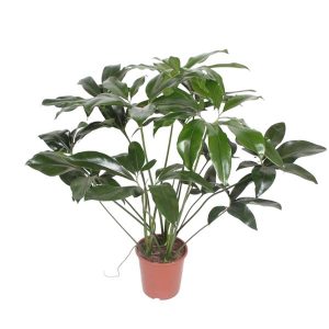 Philodendron Green Wonder Kamerplant - Hoogte 120cm - Ø24cm