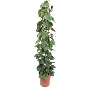 Philodendron Scandens Kamerplant op gaasrek - Hoogte 160cm - Ø27cm