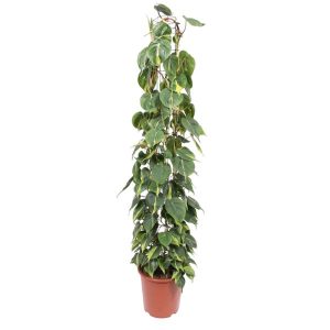 Philodendron Scandens Brasil Kamerplant op gaasrek - Hoogte 160cm - Ø27cm