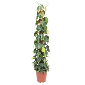 Philodendron Scandens Brasil Kamerplant op mosstok - Hoogte 150cm - Ø27cm