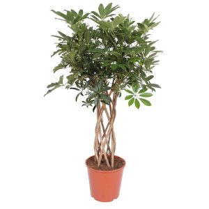 Schefflera Arboricola Compacta Kamerplant met gevlochten stam - Hoogte 130cm - Ø30cm