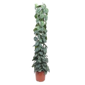 Scindapsus Pictus Trebie Kamerplant op gaasrek - Hoogte 160cm - Ø27cm