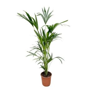 Kentia Palm Kamerplant - Hoogte 160cm - Ø24cm