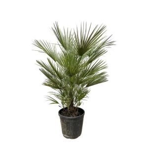 Chamaerops Humilis Buitenplant - Hoogte 150cm - Ø30cm