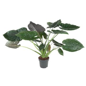 Alocasia Wentii Kamerplant - Hoogte 120cm - Ø32cm