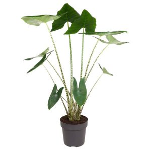 Alocasia Zebrina Kamerplant - Hoogte 130cm - Ø32cm