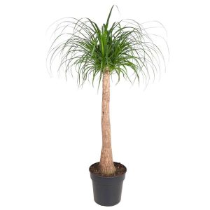 Beaucarnea Kamerplant stam - Hoogte 120cm - Ø32cm