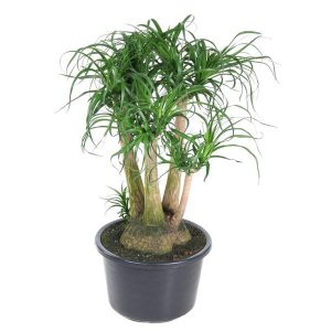 Beaucarnea Kamerplant vertakt - Hoogte 110cm - Ø41cm