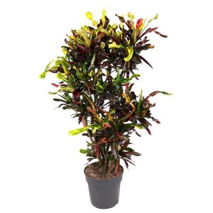 Codiaeum Mammi Kamerplant vertakt - Hoogte 120cm - Ø31cm