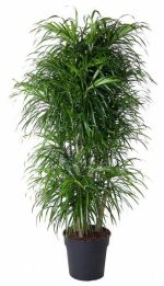 Dracaena Anita Kamerplant vertakt - Hoogte 160cm - Ø34cm