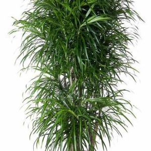 Dracaena Anita Kamerplant vertakt - Hoogte 160cm - Ø34cm