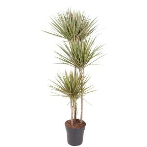 Dracaena Bicolor Kamerplant - Hoogte 150cm - Ø24cm
