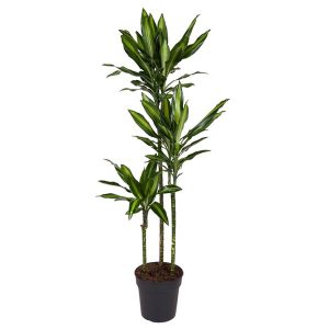 Dracaena Cintho Kamerplant - Hoogte 160cm - Ø24cm