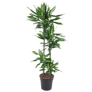 Dracaena Cintho Kamerplant - Hoogte 150cm - Ø27cm