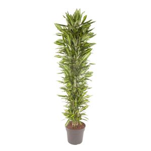 Dracaena Cintho Kamerplant vertakt - Hoogte 210cm - Ø40cm