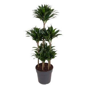 Dracaena Compacta Carrousel Kamerplant - Hoogte 130cm - Ø31cm