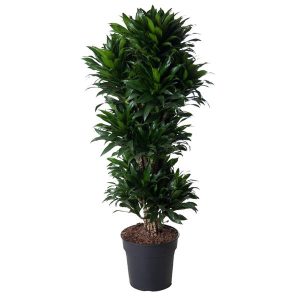 Dracaena Compacta Kamerplant vertakt - Hoogte 140cm - Ø31cm