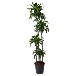 Dracaena Dorado Kamerplant - Hoogte 170cm - Ø27cm