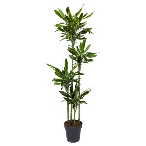 Dracaena Golden Coast Kamerplant - Hoogte 170cm - Ø27cm