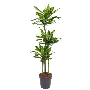 Dracaena Golden Coast Kamerplant - Hoogte 160cm - Ø24cm