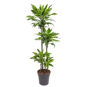 Dracaena Golden Coast Kamerplant - Hoogte 140cm - Ø27cm