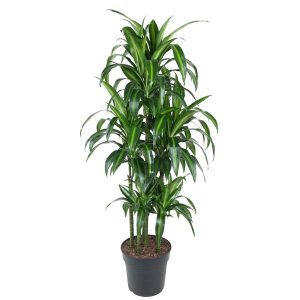Dracaena Hawaiiana Carrousel Kamerplant - Hoogte 150cm - Ø31cm