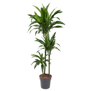 Dracaena Janet Craig Kamerplant - Hoogte 150cm - Ø24cm