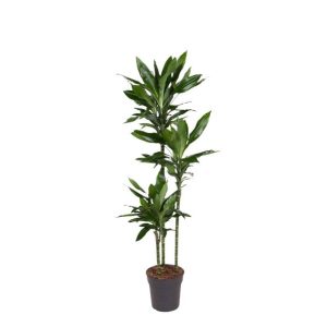 Dracaena Janet Lind Kamerplant - Hoogte 150-160cm - Ø24cm