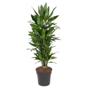 Dracaena Janet Lind Kamerplant vertakt - Hoogte 110cm - Ø27cm