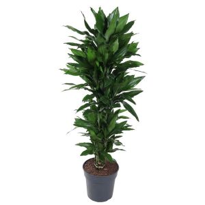 Dracaena Janet Lind Kamerplant vertakt - Hoogte 120cm - Ø27cm