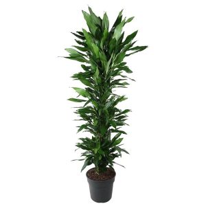 Dracaena Janet Lind Kamerplant vertakt - Hoogte 170cm - Ø34cm