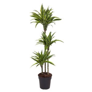 Dracaena Lemon Lime Kamerplant - Hoogte 130cm - Ø24cm