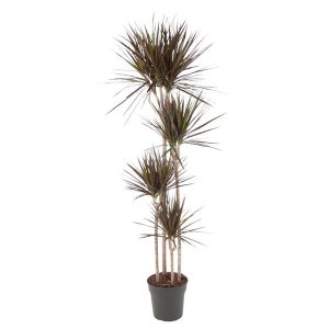 Dracaena Magenta Kamerplant - Hoogte 180cm - Ø27cm