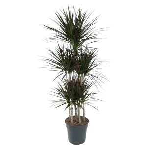 Dracaena Magenta Carrousel Kamerplant - Hoogte 150cm - Ø31cm