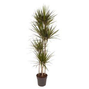 Dracaena Marginata Kamerplant - Hoogte 180cm - Ø27cm