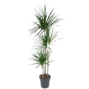 Dracaena Marginata Kamerplant - Hoogte 160cm - Ø24cm