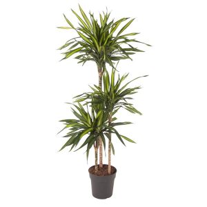 Dracaena Riki Kamerplant - Hoogte 140cm - Ø24cm