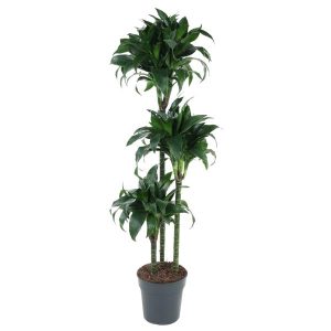 Dracaena Tatuade Kamerplant - Hoogte 140cm - Ø24cm