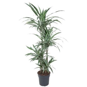 Dracaena Warneckei Kamerplant - Hoogte 145cm - Ø30cm